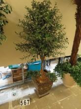 6' Olive Tree in Urn Planter