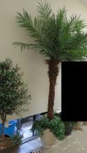 12' Palm Tree in White Planter
