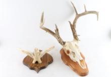 Lot of 2 Animal Mounts