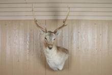 Fallow Deer Shoulder Mount