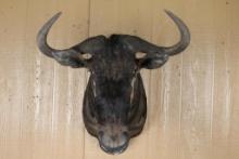 African Game Animal Mount