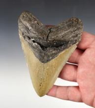 4 3/4" Fossilized Megalodon Sharks Tooth in excellent condition.