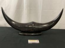 Vintage Mounted Smooth Horns, possibly water buffalo, 22 inches wide