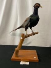 Vintage Black Pheasant Taxidermy, 26 inches long, Mounted on stick w/ base