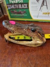 (DR)5 1/2"L BABY ALLIGATOR HEAD, TAXIDERMY DECORATION.