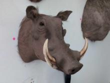 (DEN) SUB-SAHARAN AFRICAN COMMON WARTHOG HEAD TAXIDERMY. MEASURES 12"W X 21"D X 19"T.